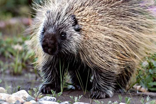 Porcupine Leadership